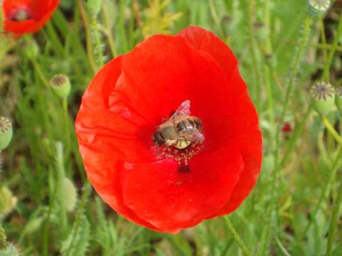 Coquelicot